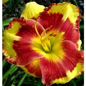 Hemerocallis Summer Paint - Sásliliom