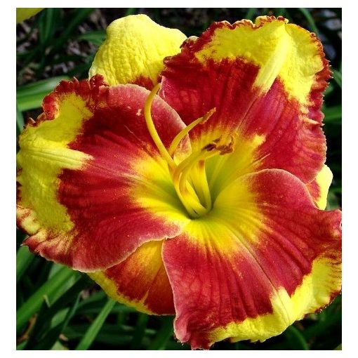 Hemerocallis Summer Paint - Sásliliom