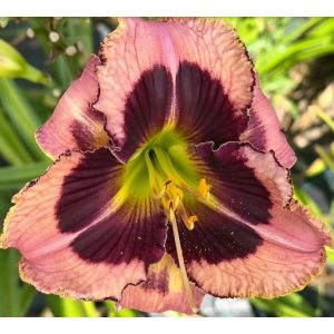 Hemerocallis Tango Lady - Sásliliom