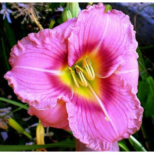 Hemerocallis Taunus Pink Lover - Sásliliom