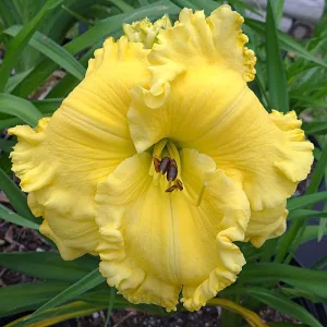 Hemerocallis Ten Gallon Hat - Sásliliom