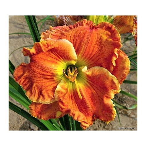 Hemerocallis Texas Big Bend - Sásliliom