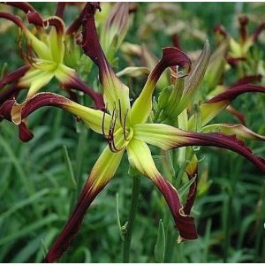 Hemerocallis Topspin - Sásliliom