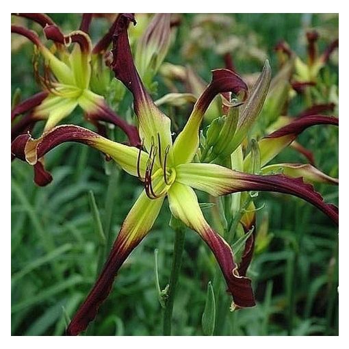 Hemerocallis Topspin - Sásliliom