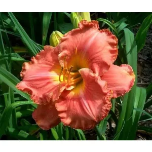 Hemerocallis Tropical Jewel - Sásliliom