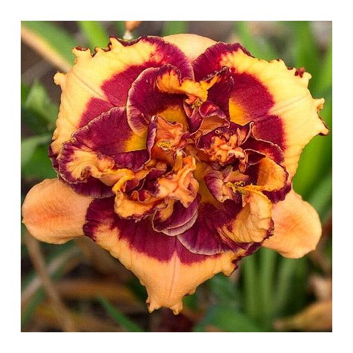 Hemerocallis Turning Up The Heat - Sásliliom