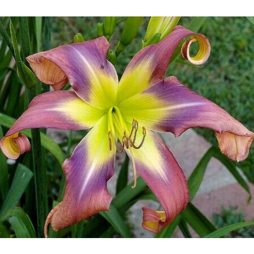 Hemerocallis Twirling Tower - Sásliliom