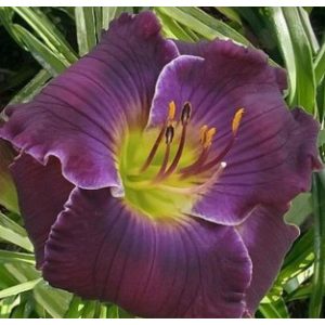 Hemerocallis Vino Di Travis - Sásliliom