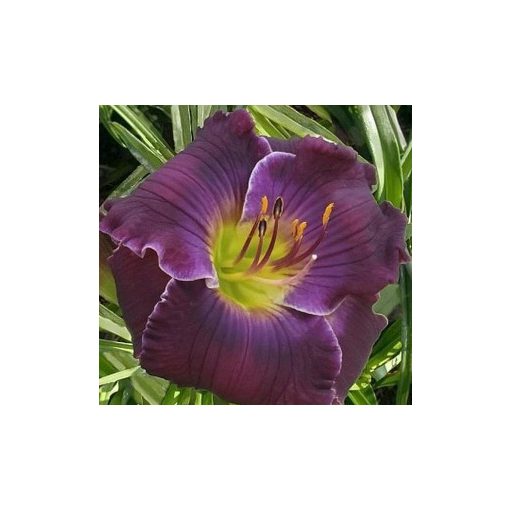 Hemerocallis Vino Di Travis - Sásliliom