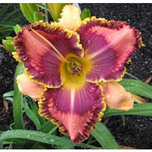 Hemerocallis Vision's Voice - Sásliliom