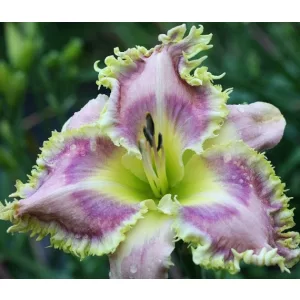 Hemerocallis Wise Whiskers - Sásliliom