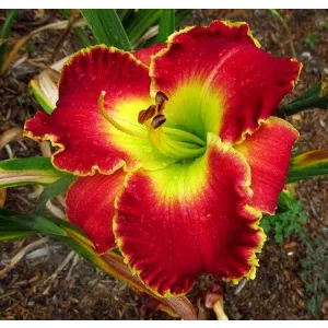 Hemerocallis Yuletide Magic - Sásliliom