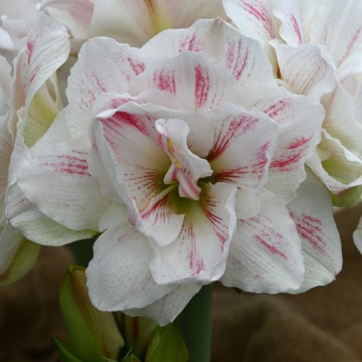 Hippeastrum Aquaro - Amarillisz