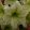Hippeastrum Lemon Cream - Amarillisz
