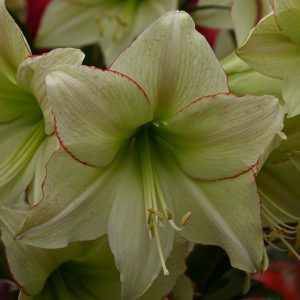 Hippeastrum Lemon Cream - Amarillisz
