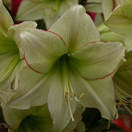 Hippeastrum Lemon Cream - Amarillisz