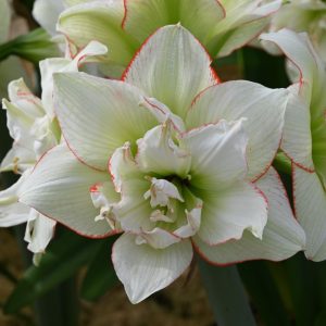 Hippeastrum Picobello Majesty - Amarillisz