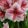 Hippeastrum Pink Beauty - Amarillisz