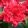 Hippeastrum Pink Symphony - Amarillisz