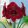 Hippeastrum Première - Amarillisz