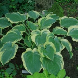 Hosta Arc de Triomphe - Árnyékliliom