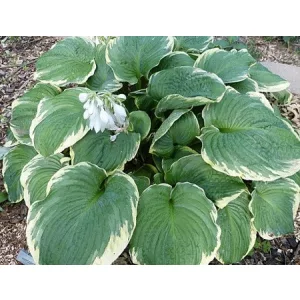 Hosta Hipodrome - Árnyékliliom