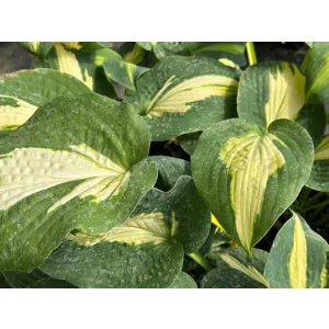 Hosta Smash Hit - Árnyékliliom