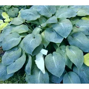 Hosta Weaton Blue - Árnyékliliom