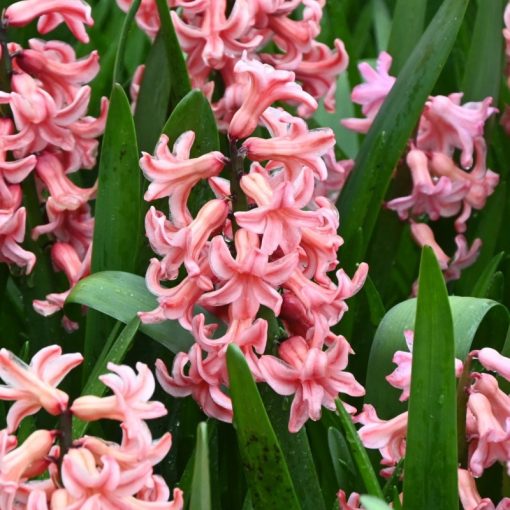 Hyacinthus Amigo - Jácint