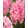 Hyacinthus Spring Beauty  - Jácint