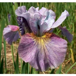 Iris siberica Careless Sally - Szibériai írisz