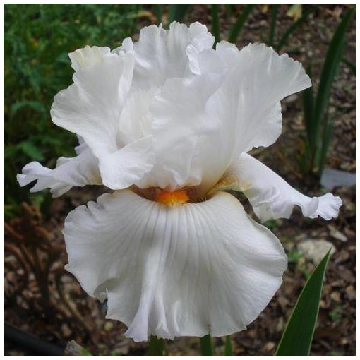 Iris siberica Carrot Cake - Szibériai írisz