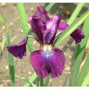 Iris siberica Hubbard - Szibériai írisz