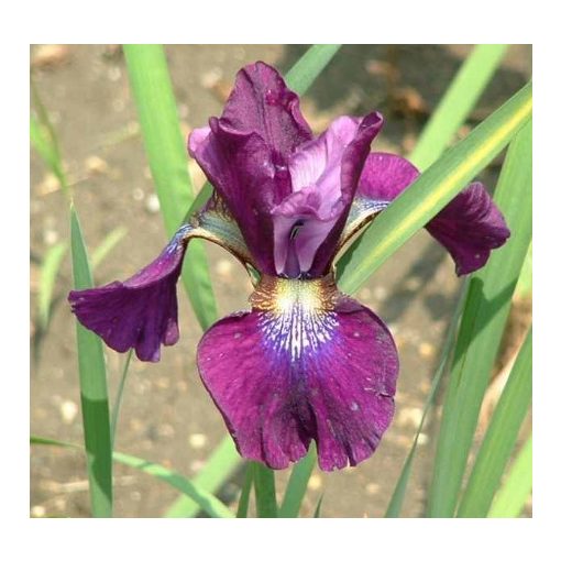 Iris siberica Hubbard - Szibériai írisz