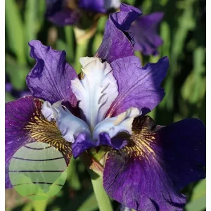 Iris siberica It S Electric - Szibériai írisz