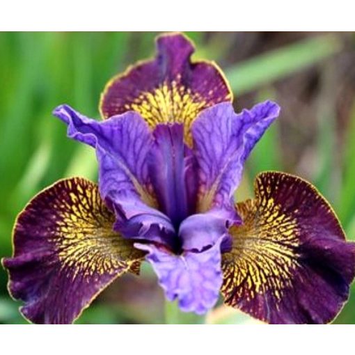 Iris siberica Milticolor Interest - Szibériai írisz