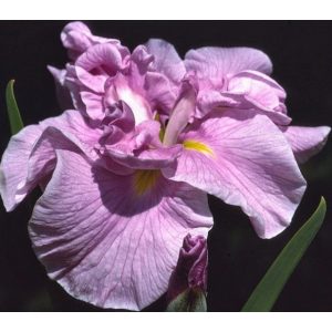Iris siberica Rafferty - Szibériai írisz