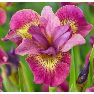 Iris siberica Ruby Gold - Szibériai írisz