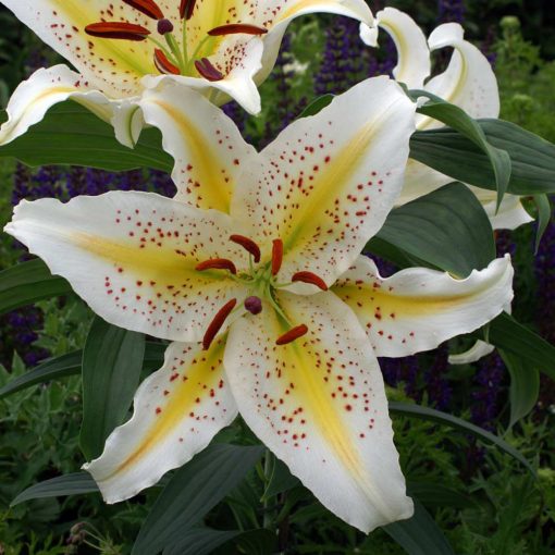 Lilium Auratum Gold Band - Lilium