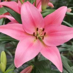 Lilium Boardwalk - Lilium