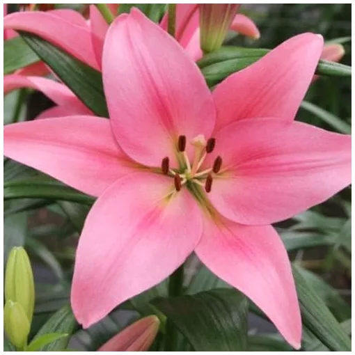 Lilium Boardwalk - Lilium