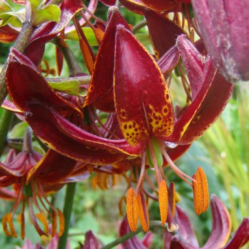 Lilium Claude Shride - Liliom