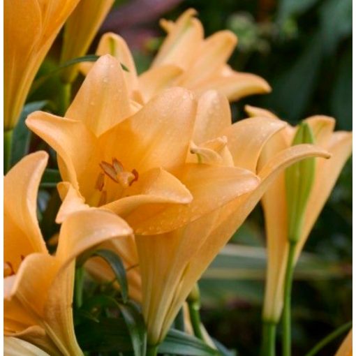 Lilium Difference - Lilium