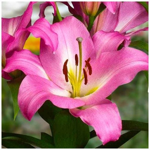 Lilium Graceful - Lilium