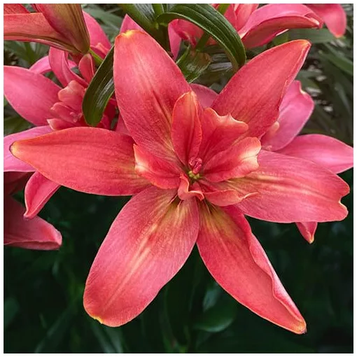 Lilium Hotpants - Lilium