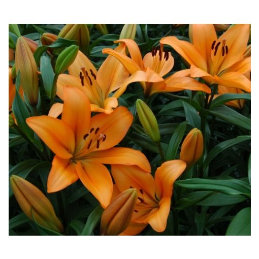 Lilium Indian Diamond - Lilium