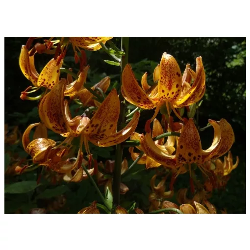 Lilium Nicotine - Lilium