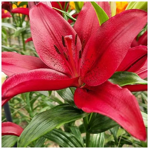 Lilium Red Rock - Lilium