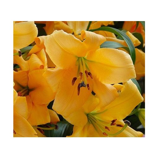 Lilium Saltarello (16/+) - Liliom