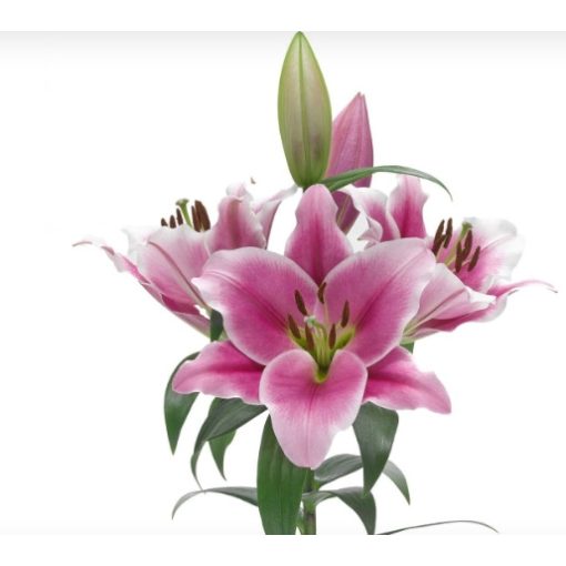 Lilium Tigris - Lilium